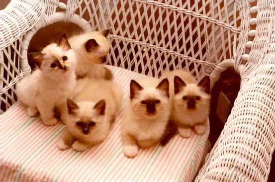 picabo_and_huey_kittens