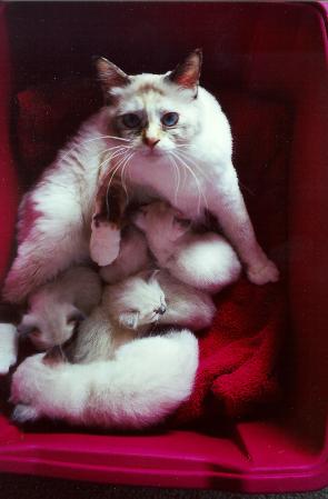 picabo_and_huey_kittens