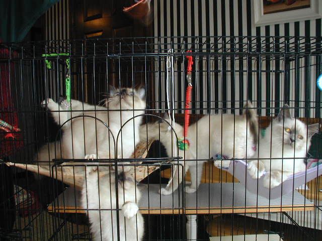 picabo_and_huey_kittens