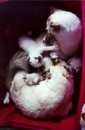 picabo_and_huey_kittens